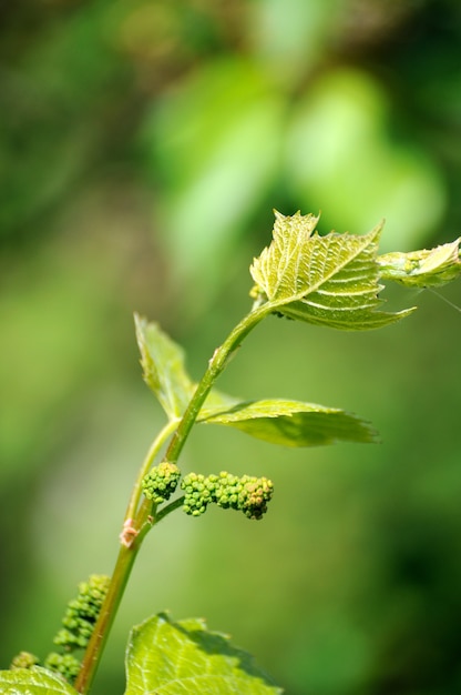 Videira em flor e botões