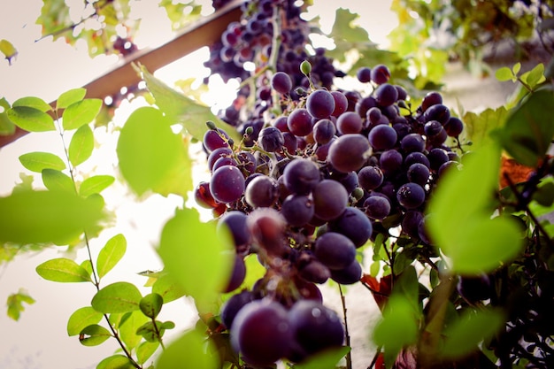 Videiras de uvas naturais