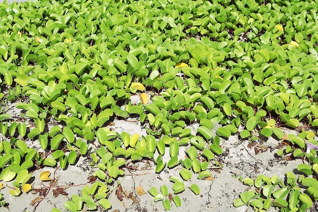 Foto videiras na areia da praia