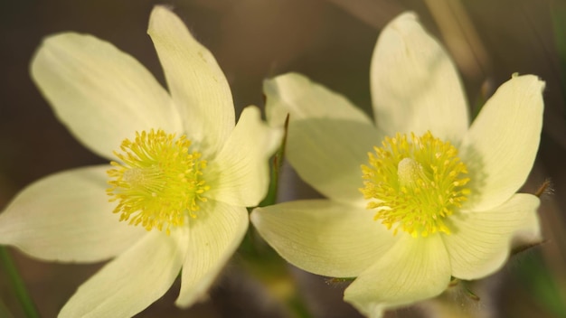 Video de primer plano de flores de Pulsatilla pasque florecientes en el bosque de pinos en primavera