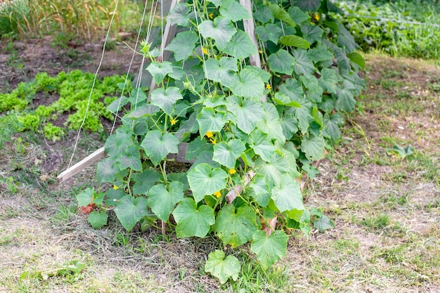 Las vides de pepino de cama de pepino están suspendidas en un enrejado usando hilos que cultivan verduras