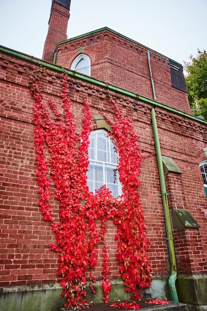 Las vides rojas crecen alrededor de una sola ventana de una iglesia exterior de paredes de ladrillo en Nueva York