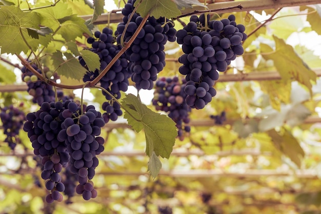 Vides de uva en Vineyard. Cosecha de uvas de vino, cultivo de uva morada orgánica