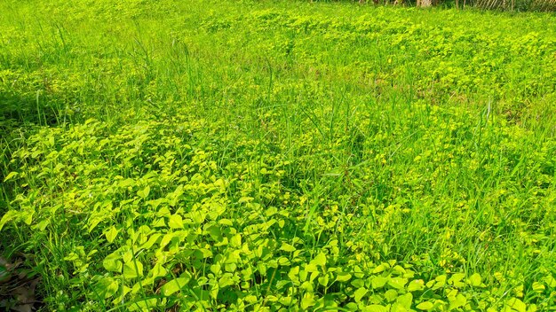 vides verdes en el campo