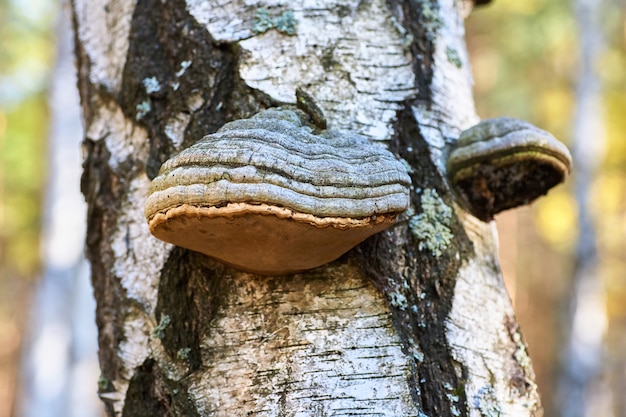 Vidoeiro inoperante velho na floresta com um crescimento do cogumelo.