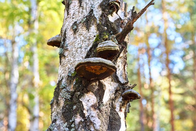 Vidoeiro inoperante velho na floresta com um crescimento do cogumelo.