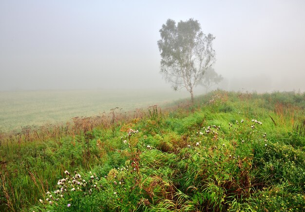 Vidoeiro no campo na neblina