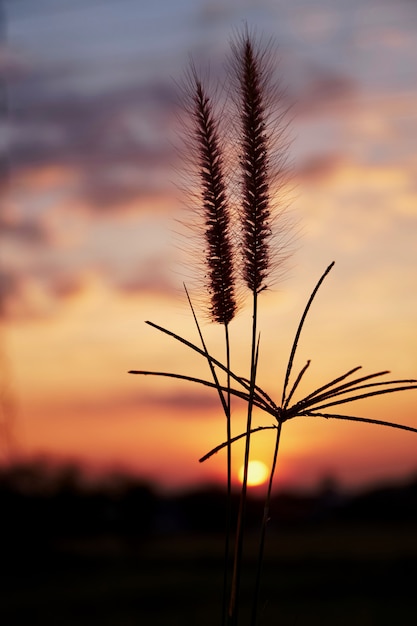 Vidrio con escena puesta de sol