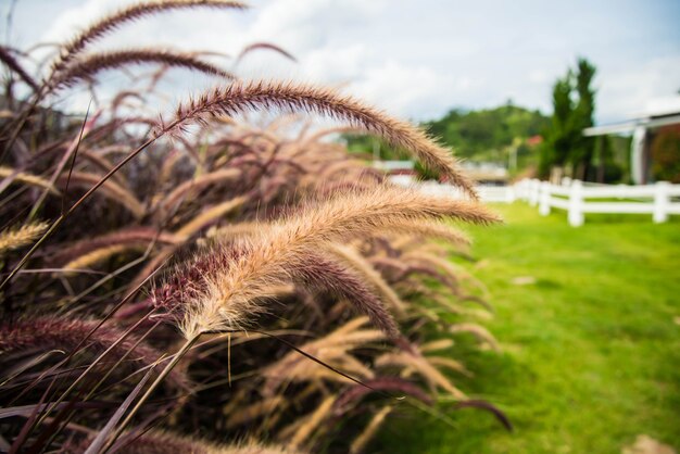 El vidrio en una granja en el país de Tailandia.