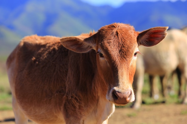 Foto vieh in der ranch, kühe in der farm