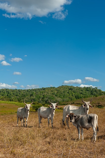 Viehbestand Rinder auf dem Feld im Bundesstaat Alagoinha Paraiba Brasilien