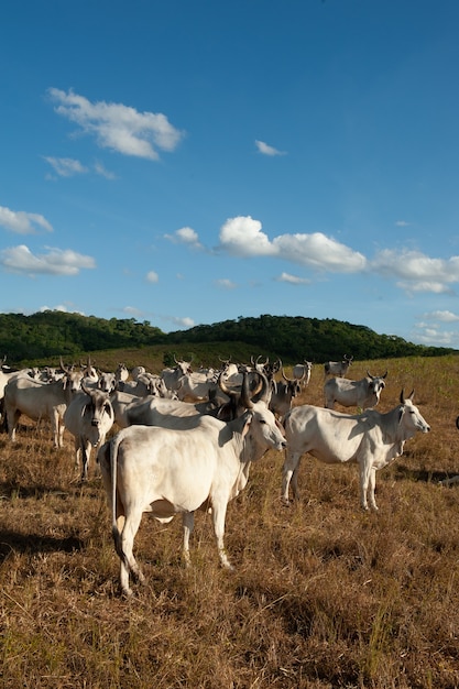 Viehbestand Rinder auf dem Feld im Bundesstaat Alagoinha Paraiba Brasilien