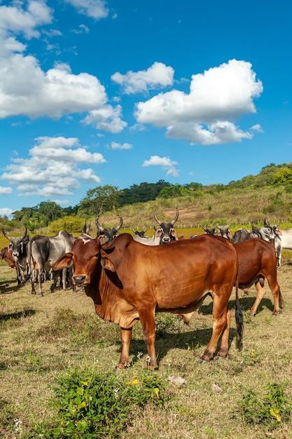 Viehbestand Rinder auf dem Feld im Bundesstaat Alagoinha Paraiba Brasilien