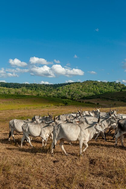 Viehbestand Rinder auf dem Feld im Bundesstaat Alagoinha Paraiba Brasilien