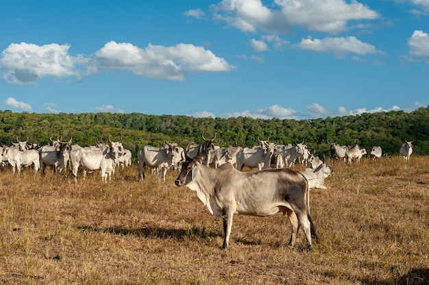 Viehbestand Rinder auf dem Feld im Bundesstaat Alagoinha Paraiba Brasilien