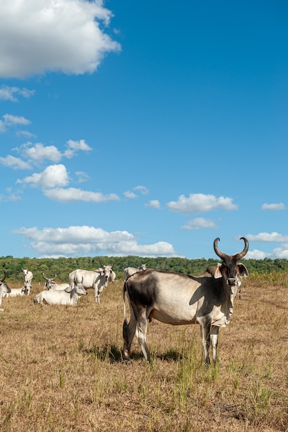 Viehbestand Rinder auf dem Feld im Bundesstaat Alagoinha Paraiba Brasilien