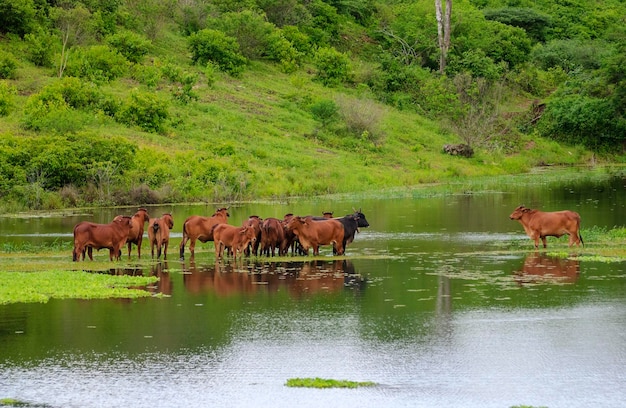 Viehbestand Rote Brahman-Rinder, die ein überflutetes Gebiet in Campina Grande Paraiba, Brasilien, überqueren