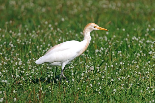 Viehreiher Bubulcus IBIS Beautiful Birds of Thailand