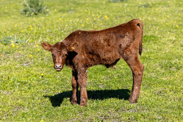 Foto viehzucht braunkalb auf dem feld