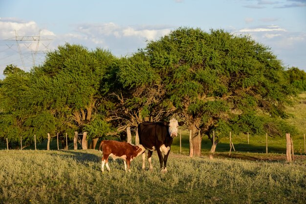 Viehzucht mit natürlichen Weiden in der Landschaft der Pampa La Pampa ProvincePatagonia Argentinien