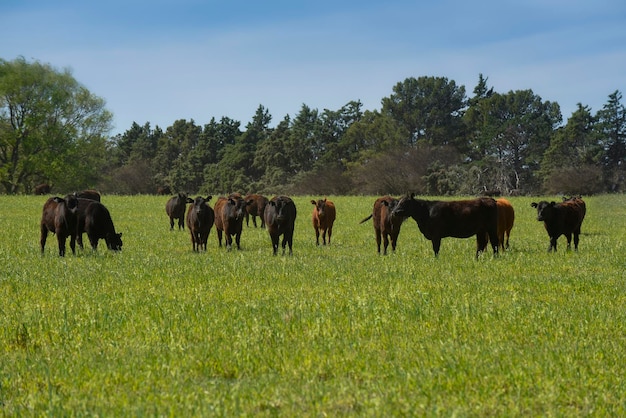 Viehzucht mit natürlichen Weiden in der Landschaft der Pampa La Pampa ProvincePatagonia Argentinien