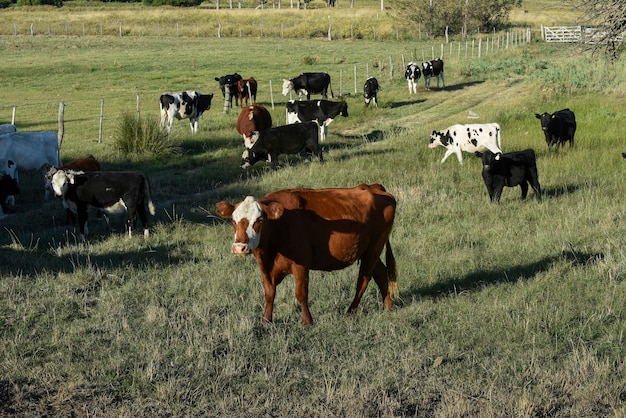 Foto viehzucht mit natürlichen weiden in der landschaft der pampa la pampa provincepatagonia argentinien