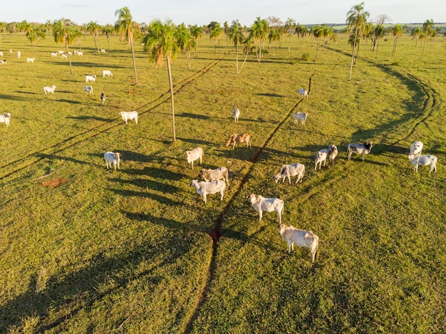 Viehzucht, Rinderfarm Nelore Brasilien.