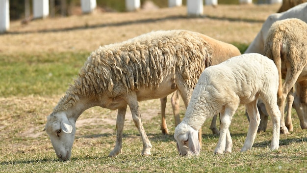 Viehzucht, Schafherde