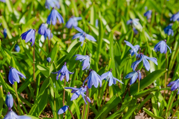 Vieiras na grama fresca da primavera ao sol. Scilla