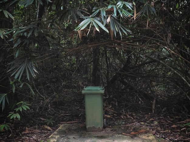 Vieja basura verde en el parque forestal de bambú