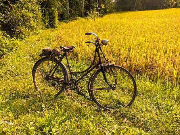 Foto una vieja bicicleta o sepeda onthel con campos de arroz al fondo