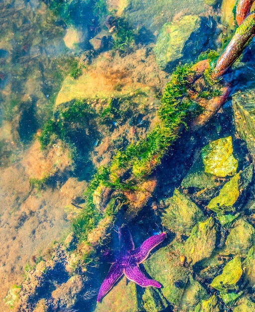 Foto una vieja cadena oxidada cubierta de maleza verde se encuentra en una superficie de hormigón gris