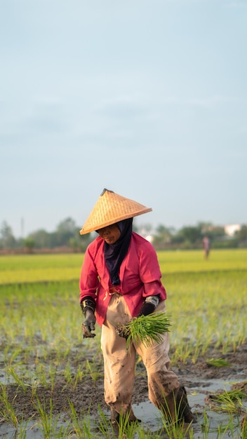 Vieja campesina plantando arroz