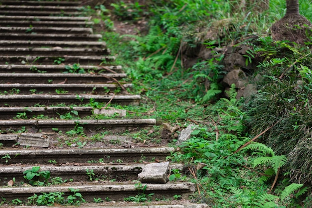 La vieja escalera abandonada en el parque se volverá verde, muy húmeda en clima tropical