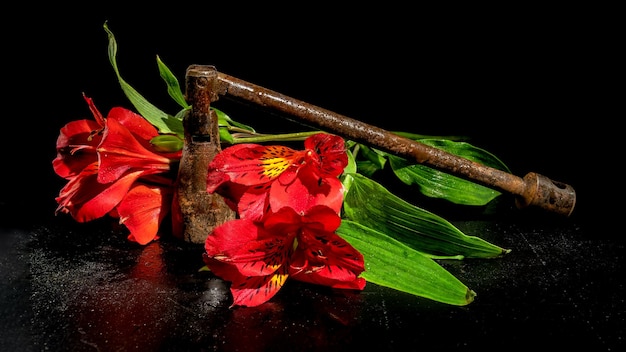 Foto vieja herramienta de metal oxidado y flor roja sobre un fondo negro