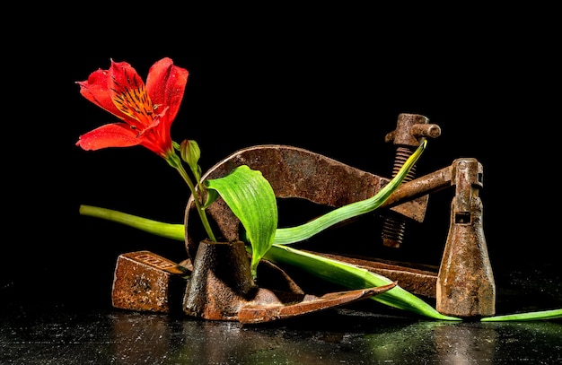 Vieja herramienta de metal oxidado y flor roja sobre un fondo negro