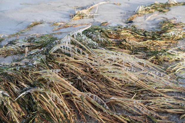 Vieja hierba congelada con carámbanos en una playa de arena