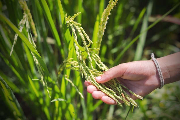 Vieja mano tocando tiernamente un arroz joven en el campo de arroz