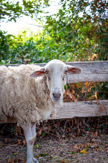 Una vieja oveja comiendo hierba verde en la granja