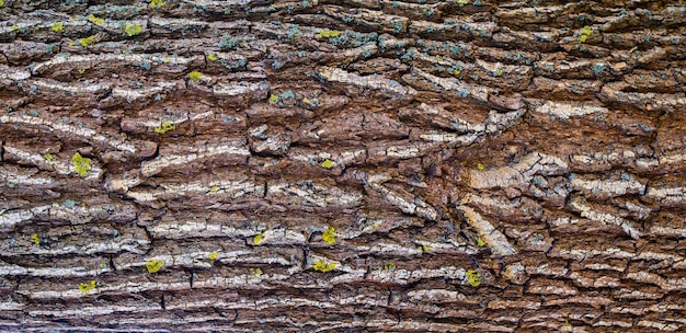 Vieja textura de corteza de árbol