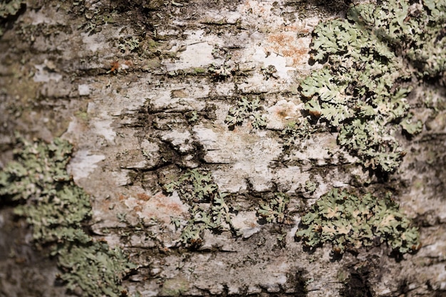 Vieja textura de madera de la corteza de la corteza de árbol con el musgo.