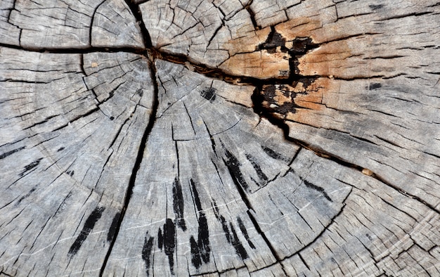 Vieja textura de madera marrón de destruir el bosque - fondo