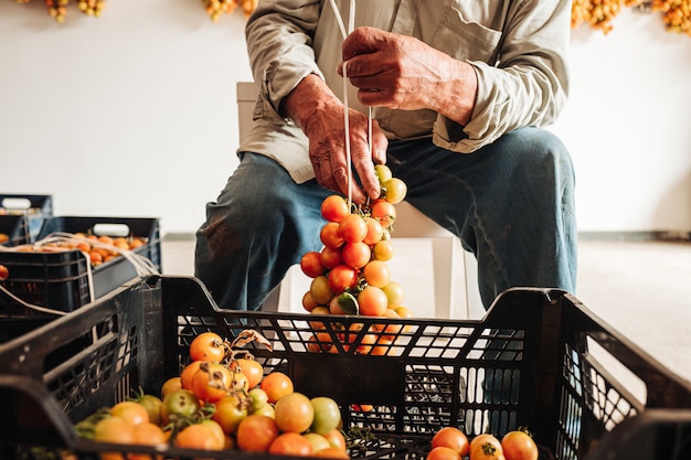 La vieja tradición de colgar tomates cherry en la pared para preservarlos