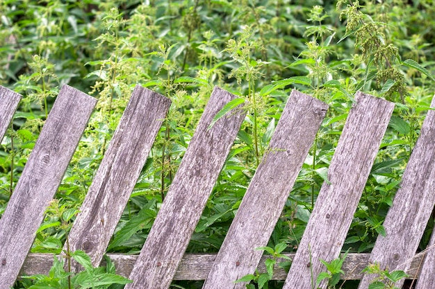 vieja valla de madera rural y hierba verde de ortiga en el campo de verano