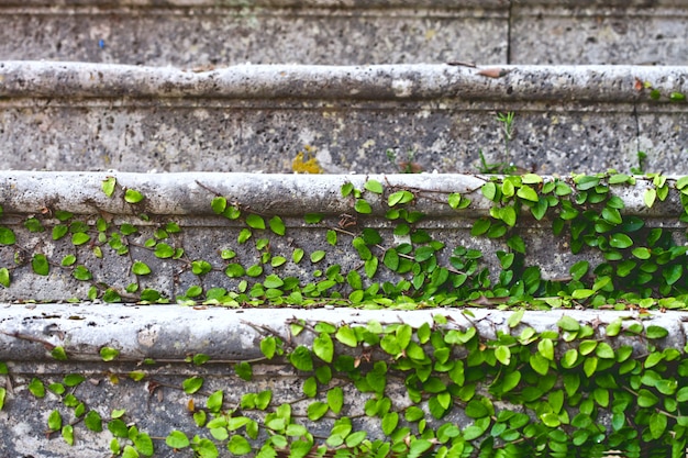 Viejas escaleras en el parque