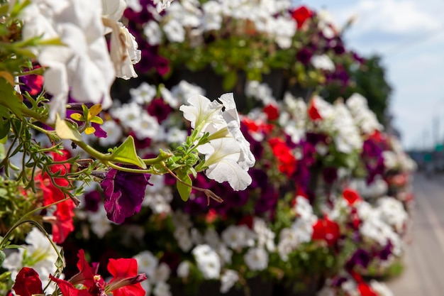 Viejas flores de otoño con daños y otras desventajas.