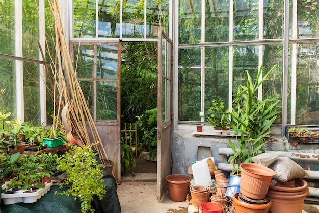 Viejas macetas de terracota vacías para plantas de interior que crecen fuera del invernadero con diferentes plantas tropicales
