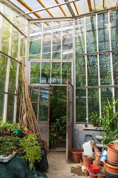 Viejas macetas de terracota vacías para plantas de interior que crecen fuera del invernadero con diferentes plantas tropicales