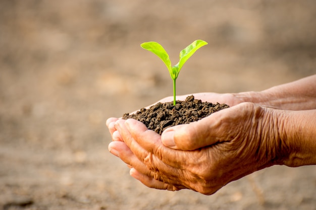 Viejas manos están plantando las plántulas en el suelo.