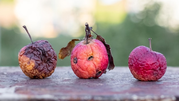 Viejas manzanas podridas y arrugadas con gusanos en un fondo borroso en la naturaleza